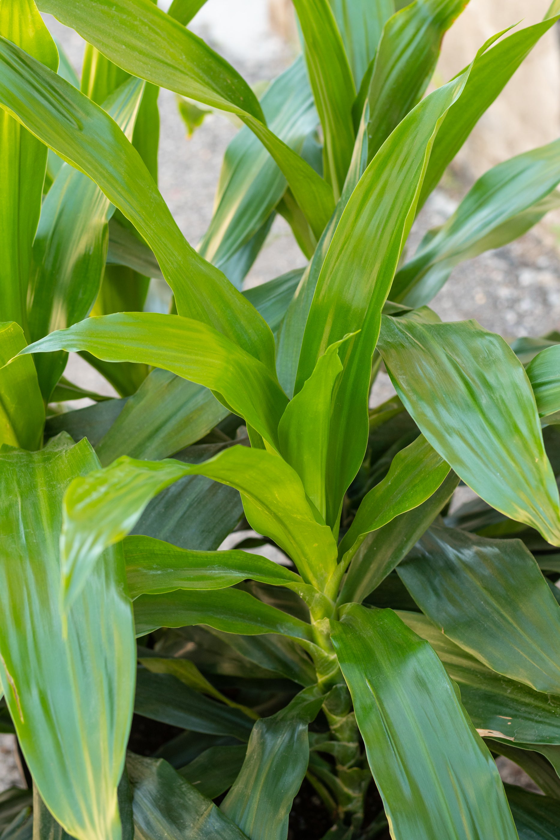 Dracaena 'Janet Craig' Live Plant - 14