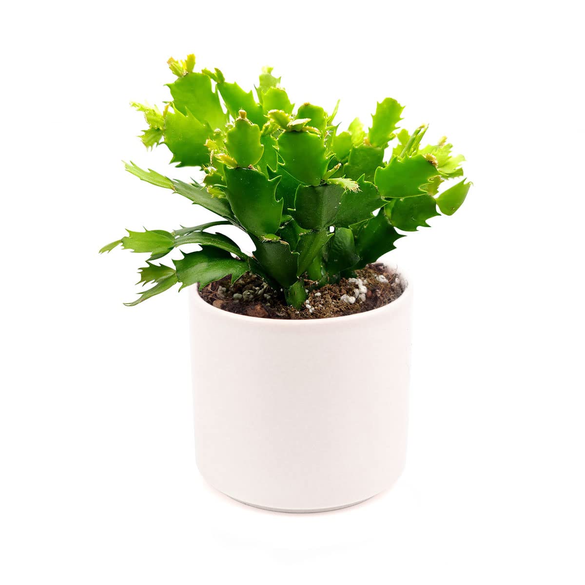 4-Inch Cactus in Large White Modern Cylinder Pot - Fully Rooted Live Succulent Plant with Ceramic Planter | Perfect for Home Decor, Office Desk, and Gift Ideas for Mother's Day, Birthday & Housewarming