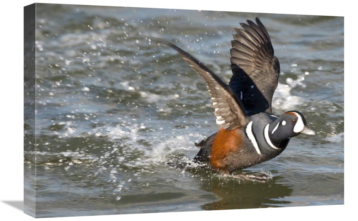 16x24 Inch Harlequin Duck Male Taking Flight Art Print - Barnegat Light New Jersey Wildlife Photography by Steve Gettle | Perfect for Home Decor, Office Wall Art & Nature Lover Gifts