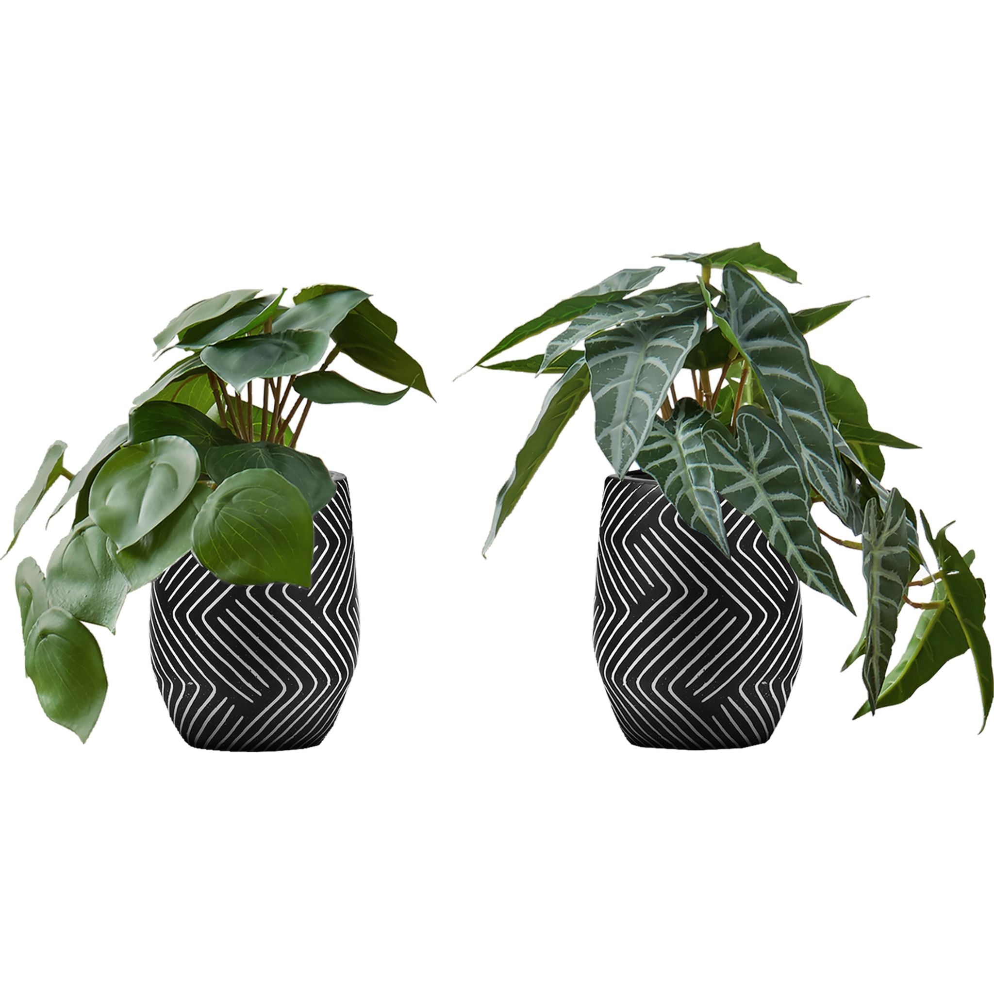 Alocasia Plant Set of 2 - Live Tropical Elephant Ear Plants for Home & Office Decor - Perfect for Indoor Houseplant Lovers, Gift Ideas, and Jungle-Themed Spaces
