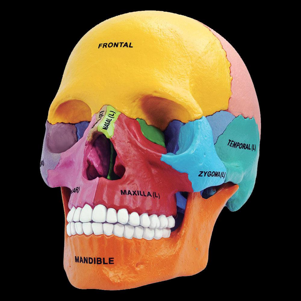 4D Didactic Exploded Skull Interactive Model - Human Anatomy Learning Tool for Medical Students & Science Enthusiasts - Perfect for Classroom, Study & Medical Training