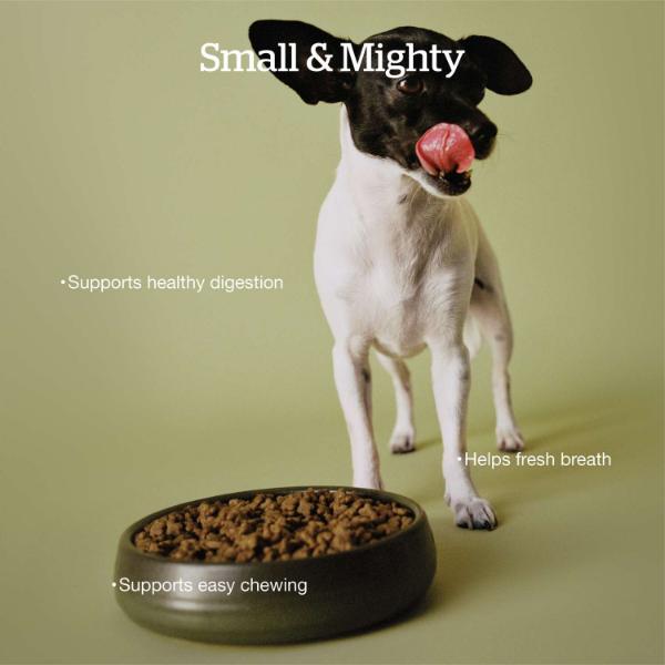 Now Fresh Grain-Free Small Breed Adult Dry Dog Food - Chicken Recipe with Gravy | Perfect for Indoor & Outdoor Active Dogs