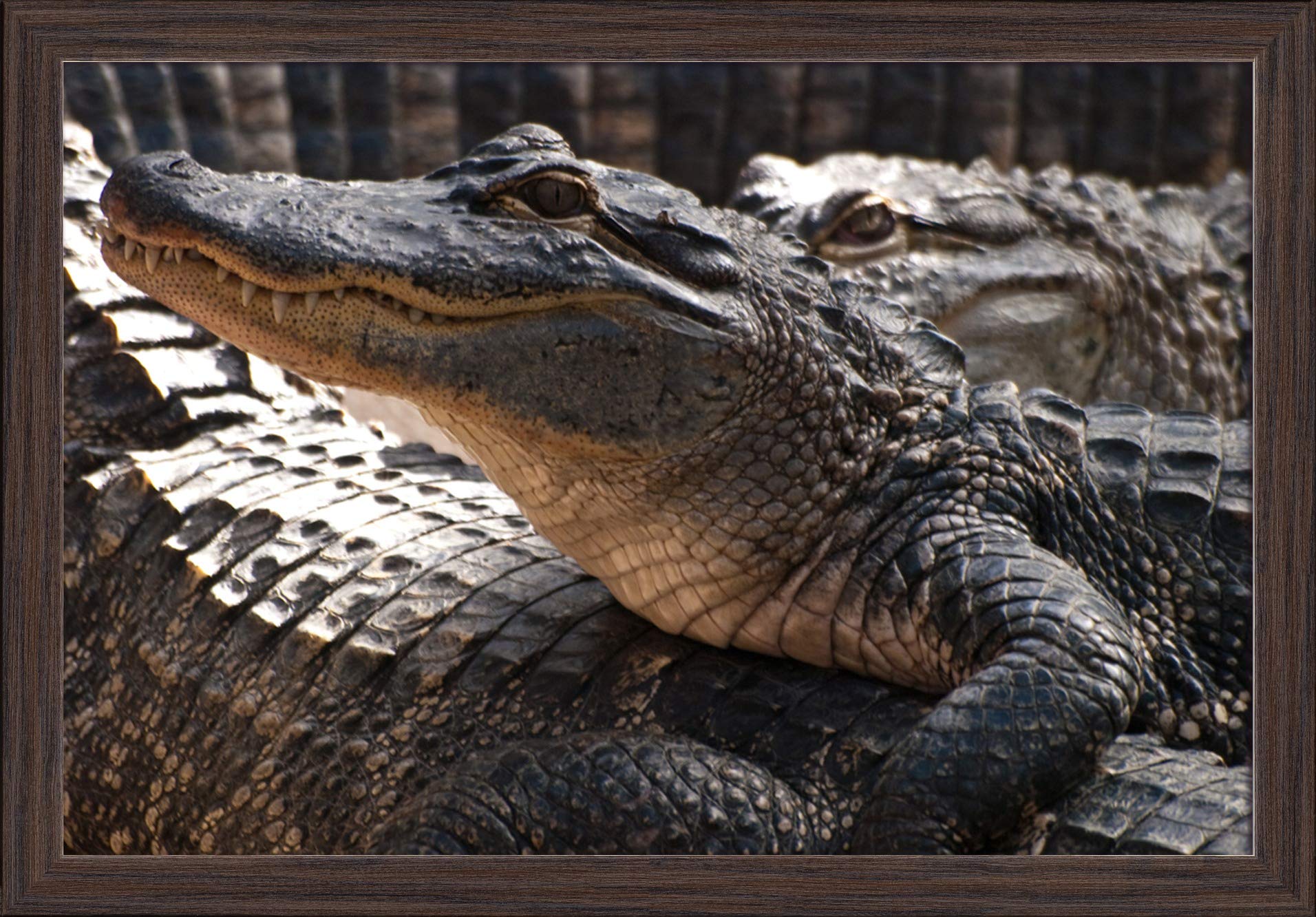 16x24 Giclee Fine Art Print of Alligators Piled Up - Premium Recycled Wood Frame in Espresso Brown - Perfect for Living Room, Office & Home Decor