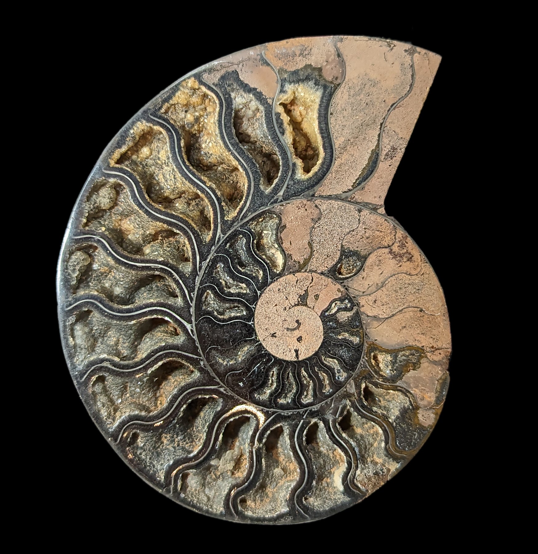 Agatized Black Ammonite Fossil - Rare Natural Gemstone Specimen for Collectors, Jewelry Making & Home Decor