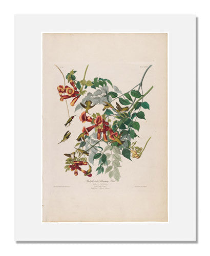 John James Audubon The Birds of America Plate 47 Ruby-Throated Hummingbird Print - Vintage Bird Art for Home Decor, Office Wall Art & Nature Lovers Gift