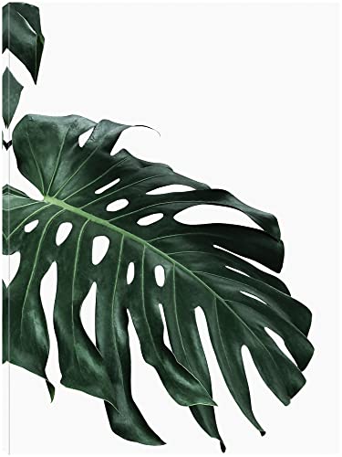 Monstera 2