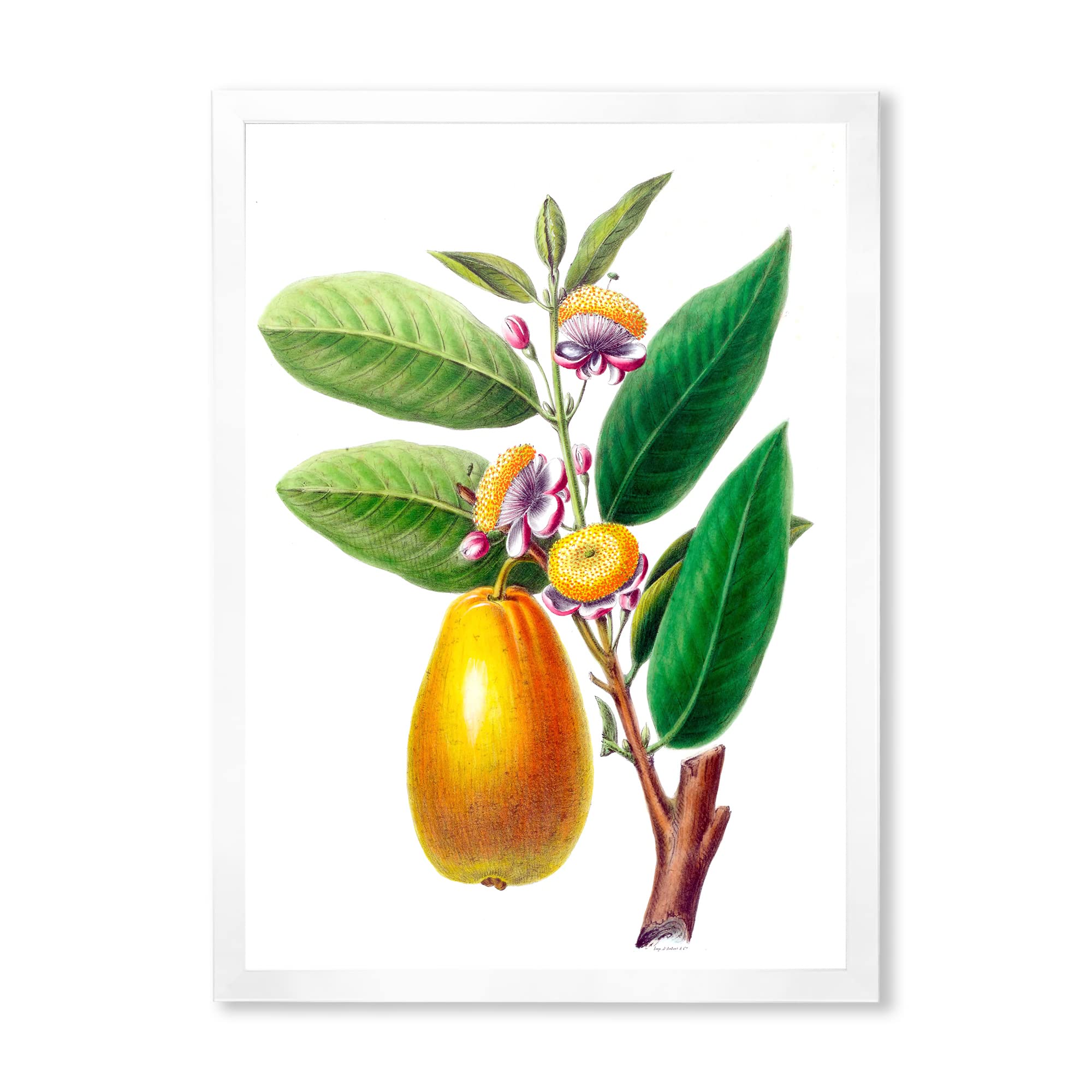 Vintage Fruits Framed Wall Art - Farmhouse Decor for Kitchen, Dining Room & Living Room - Rustic Home Decor