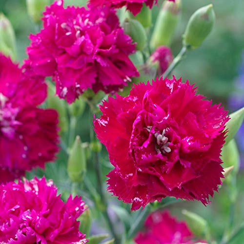 Magenta