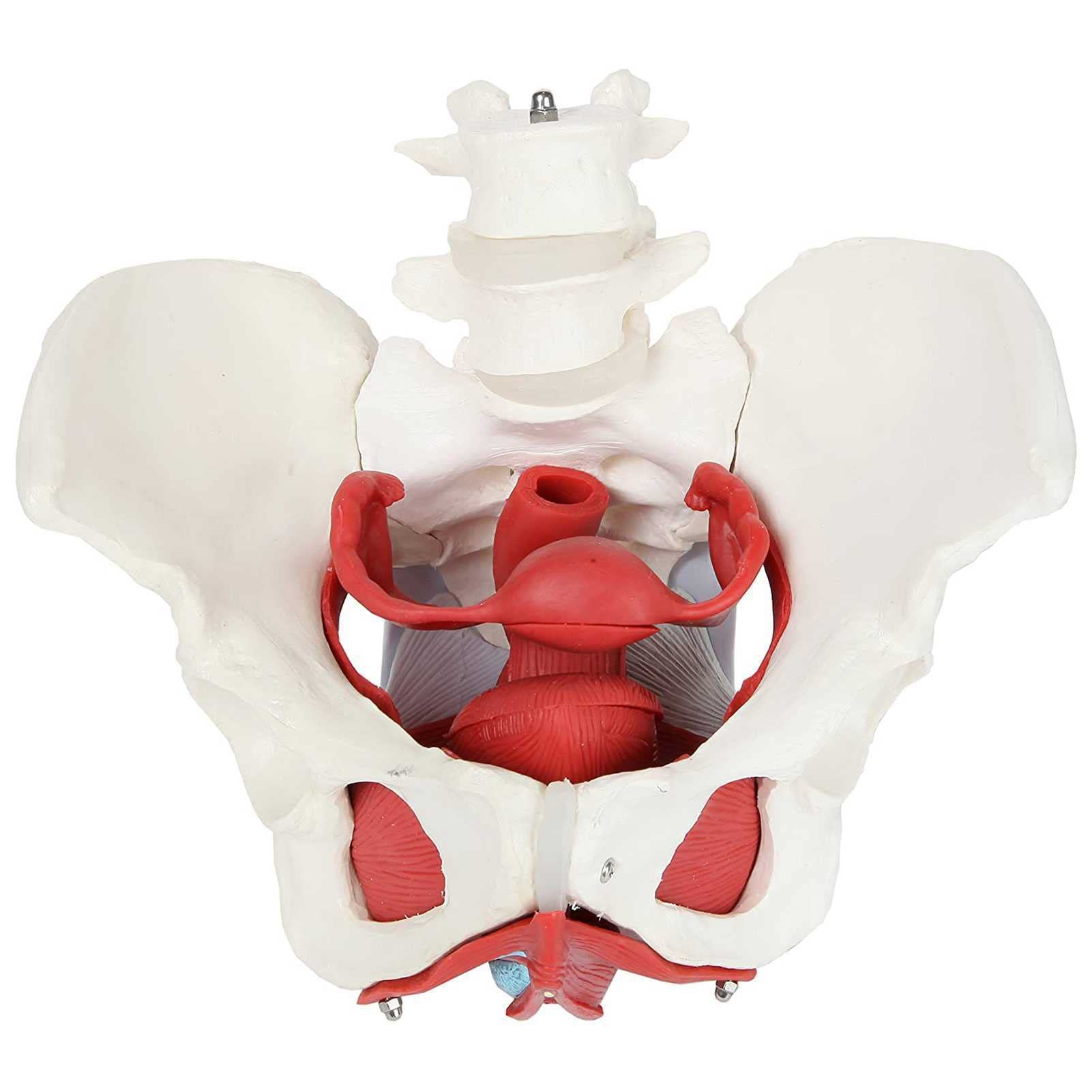 Hgcar Female Pelvis Anatomy Model with Removable Uterus, Colon & Bladder - Detailed Pelvic Floor Muscles & Reproductive Organs for Medical Education | Perfect for Classroom Teaching, Nursing Training & Healthcare Demonstrations