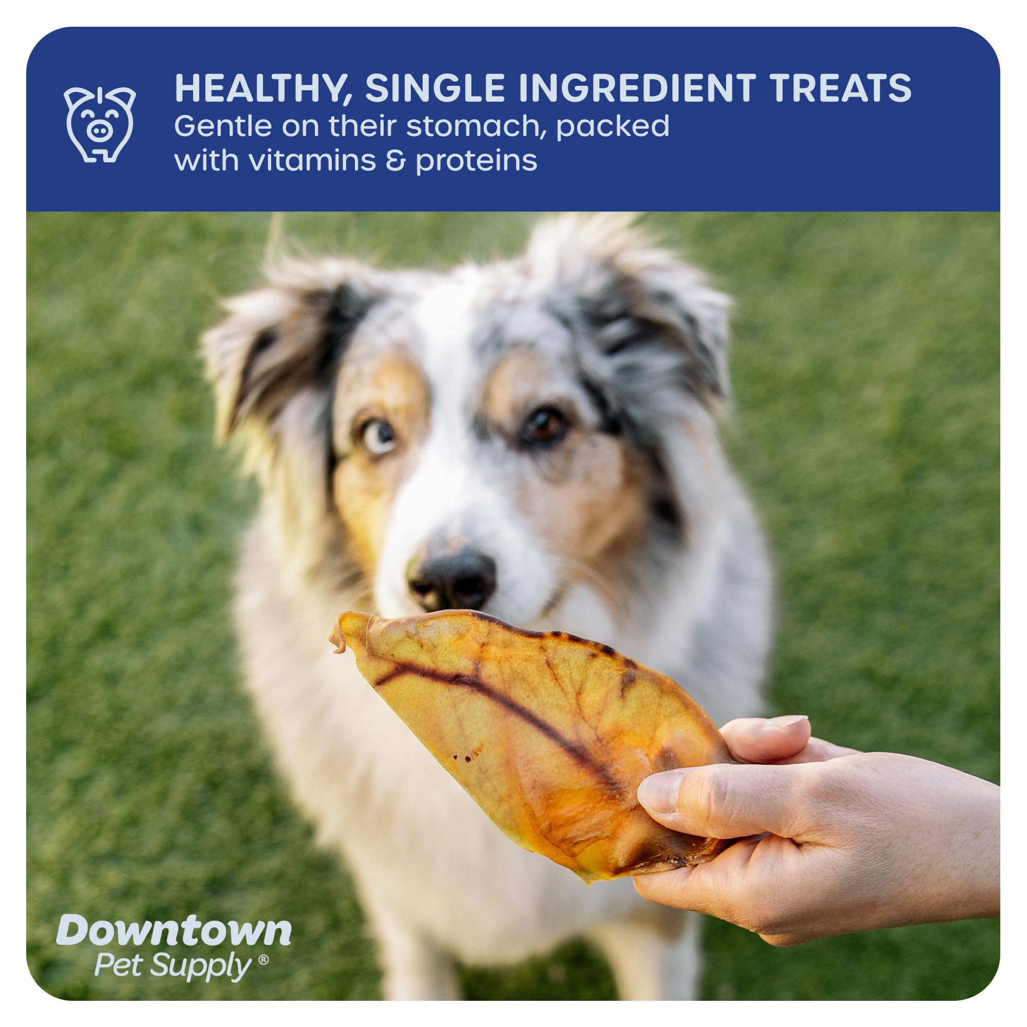 Premium Natural Pig Ears Dog Treats - 105 Pack | All-Natural Chews from South America & Turkey | Perfect for Training, Dental Health & Long-Lasting Entertainment
