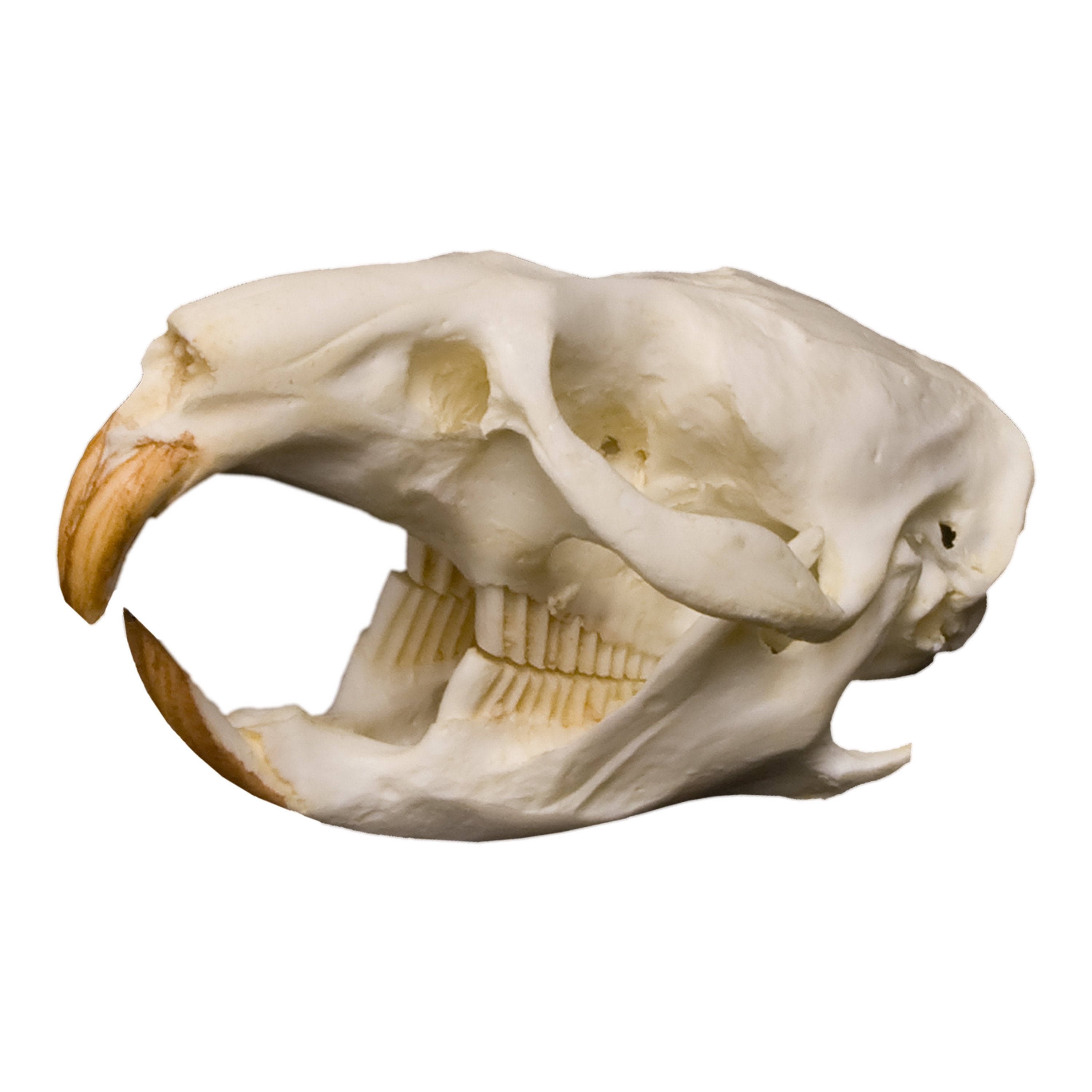 Replica Muskrat Skull - Lifelike Animal Skull Decor for Home, Office & Halloween - Perfect for Gothic Decor, Science Education & Taxidermy Displays
