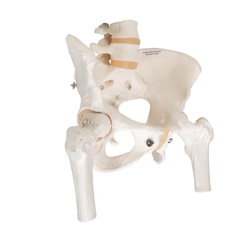 Female Pelvic Skeleton Model with Movable Femur Heads - Anatomical Study Tool for Medical Students, Doctors & Physical Therapists - Perfect for Classroom, Clinic & Patient Education