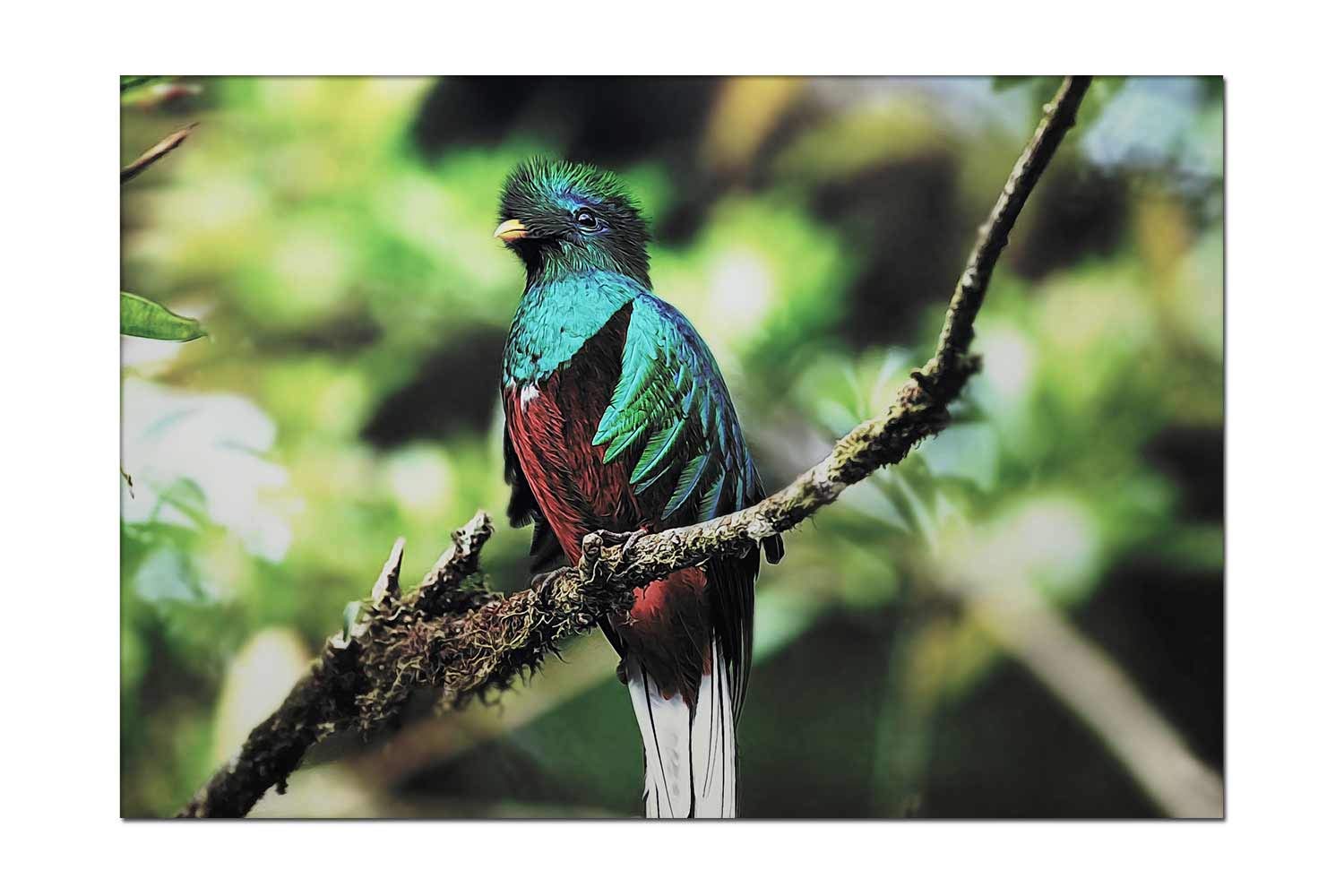 Quetzal Bird Giclee Canvas Wall Art - Stretched & Framed 12x16 Inch Tropical Home Decor for Living Room, Bedroom | Nature Themed Wall Painting for Boho & Modern Interior Design