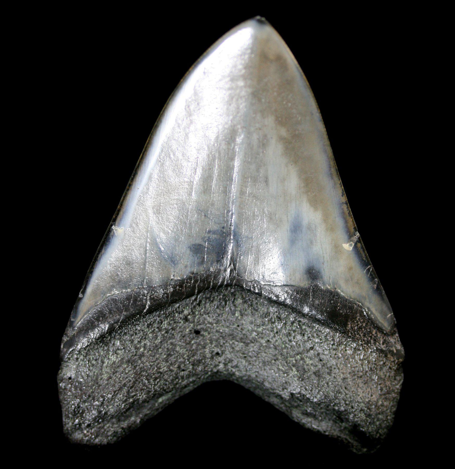 Authentic Polished Megalodon Tooth Fossil - Large Shark Tooth Specimen for Collectors, Jewelry Making & Home Decor | Rare Prehistoric Artifact for Display & Gifts