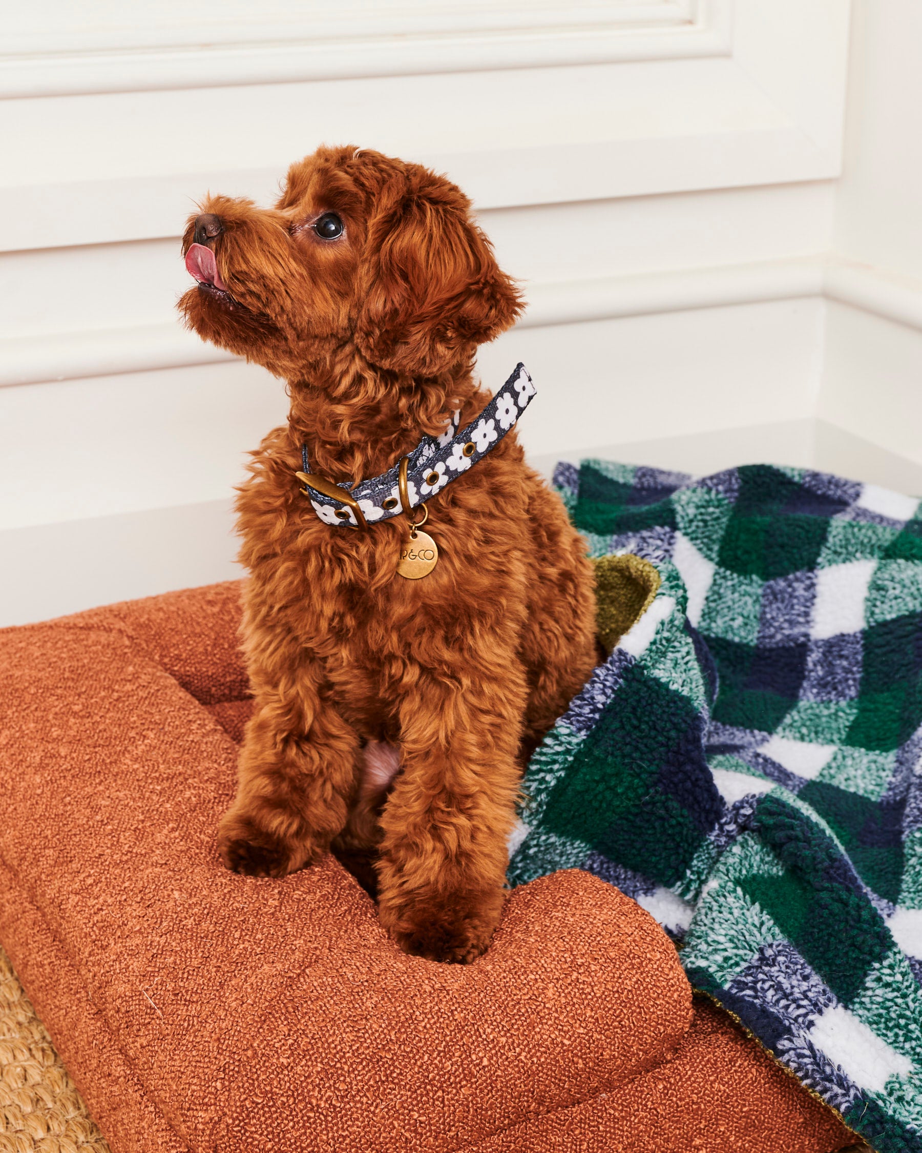 Flower Face Dog Collar - Adjustable Pet Collar with Floral Design for Small Medium Dogs - Perfect for Daily Walks, Pet Photos & Special Occasions