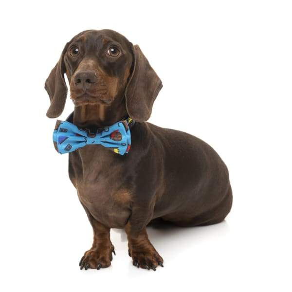 Fuzzyard Kings of Gold School Pet Bow Tie for Dogs & Cats - Adjustable Collar Accessory (2 Sizes) - Perfect for Pet Photos, Parties & Special Occasions