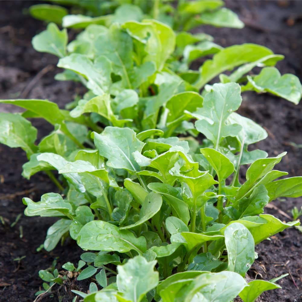 Slow Bolt Arugula Seeds - 6000 Non-GMO Heirloom Seeds for Planting - Fast Growing Salad Greens for Home Garden, Microgreens & Container Gardening - Perfect for Salads, Sandwiches & Gourmet Dishes