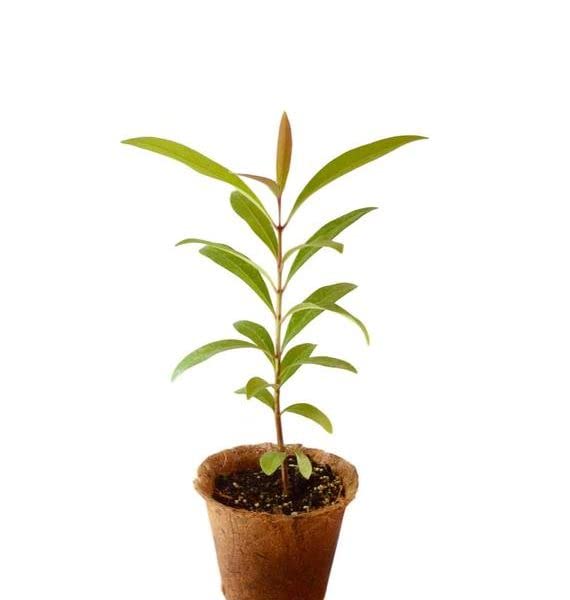 SelfLine Black Hybrid Jamun Tree Plant - Healthy Live Java Plum (Syzygium Cumini) for Home Garden - Perfect for Landscaping, Fruit Production & Shade