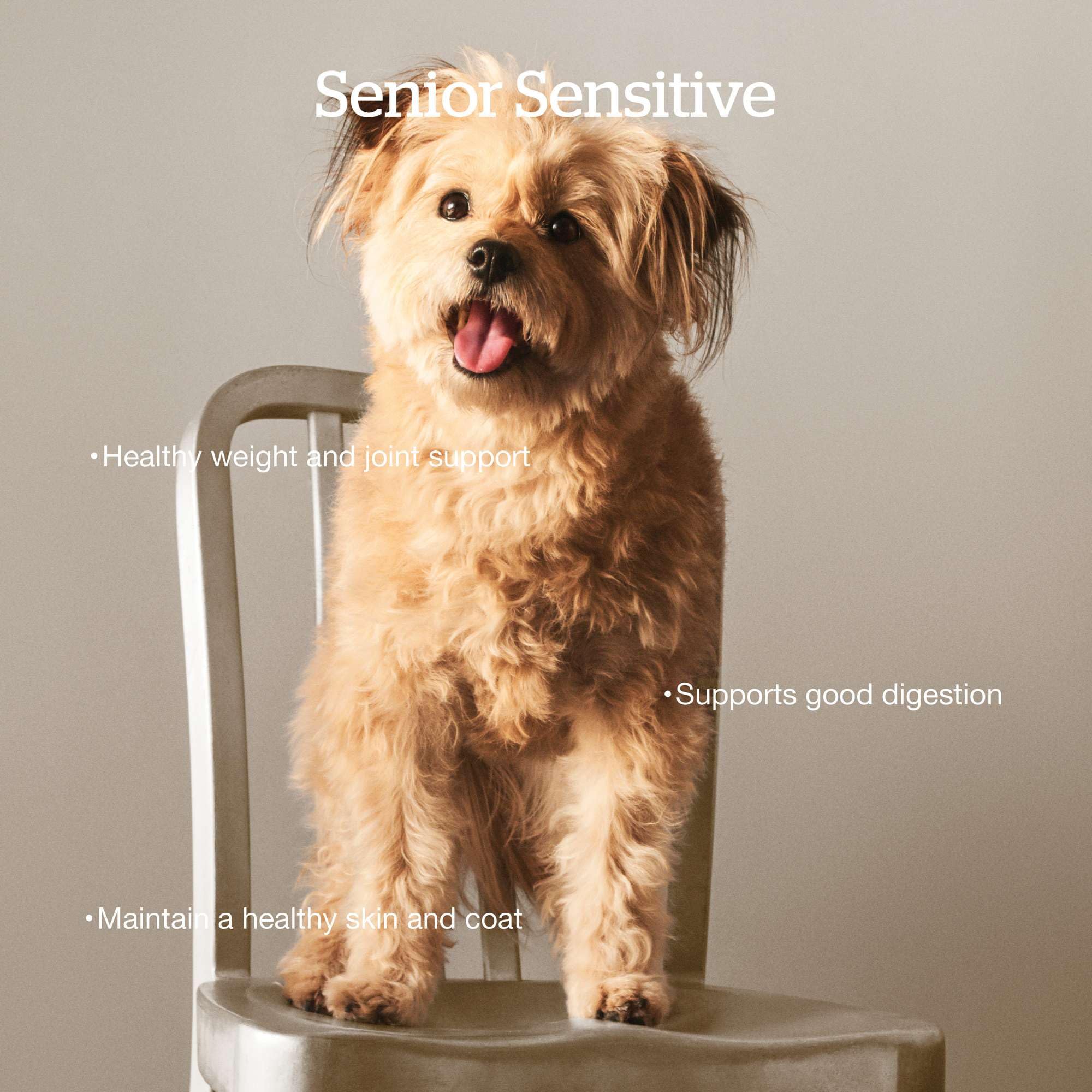 Now Fresh Grain-Free Dry Dog Food for Senior Dogs - Turkey, Salmon & Duck Recipe - All Breed Sizes - 12 lb Bag - Perfect for Aging Dogs with Sensitive Stomachs & Joint Support Needs