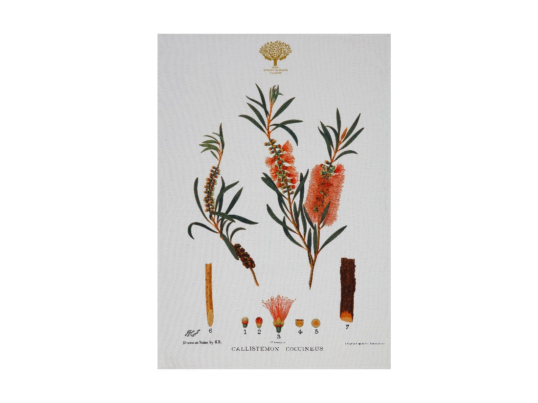 Maxwell & Williams Royal Botanic Garden Tea Towel 50x70cm - Absorbent Cotton Kitchen Towel with Bottlebrush Design - Perfect for Drying Dishes, Decorating Kitchen, and Gift Giving