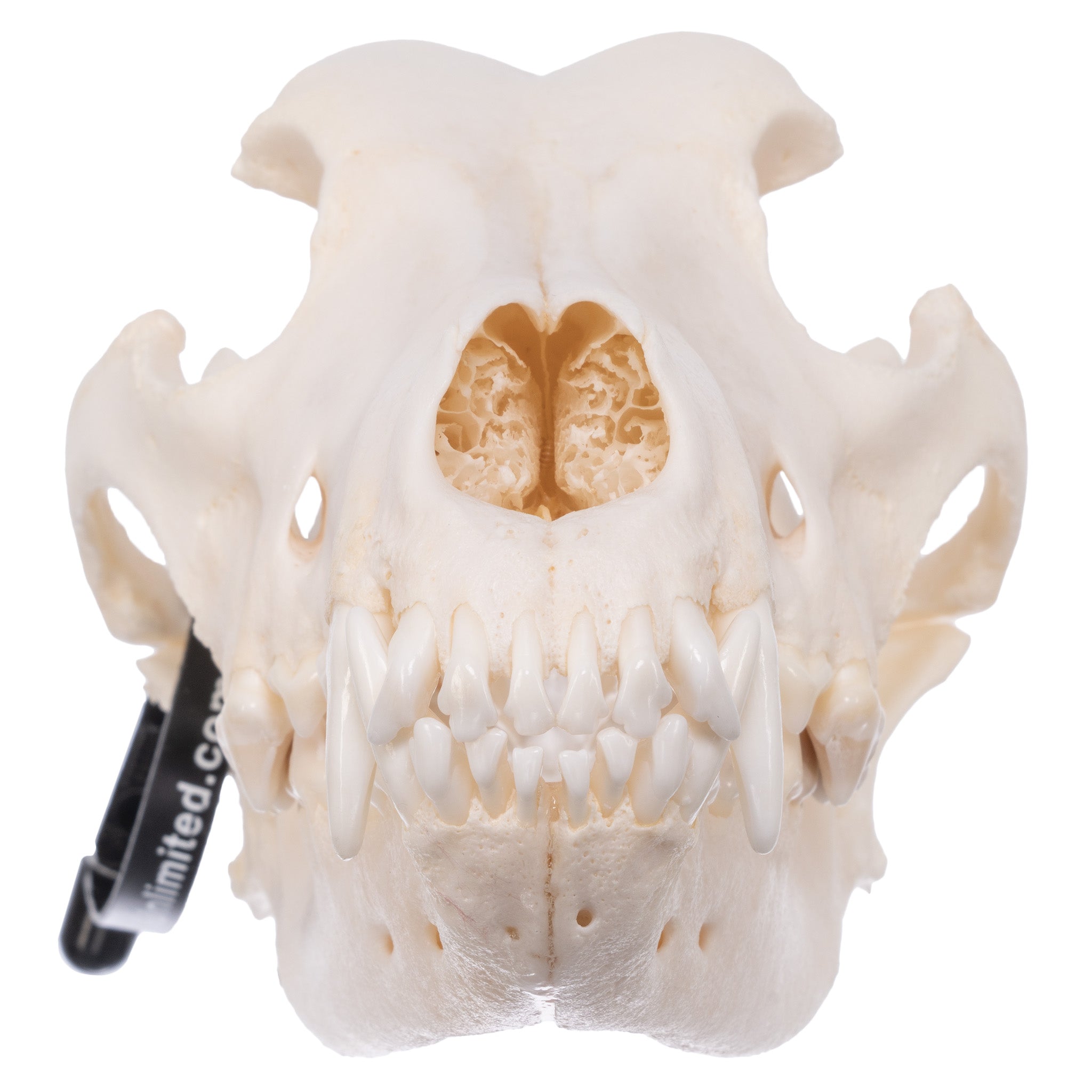 Authentic Great Pyrenees Dog Skull - Real Domestic Canine Specimen for Veterinary Study, Taxidermy & Educational Display | Perfect for Science Classrooms, Oddity Collectors & Halloween Decor