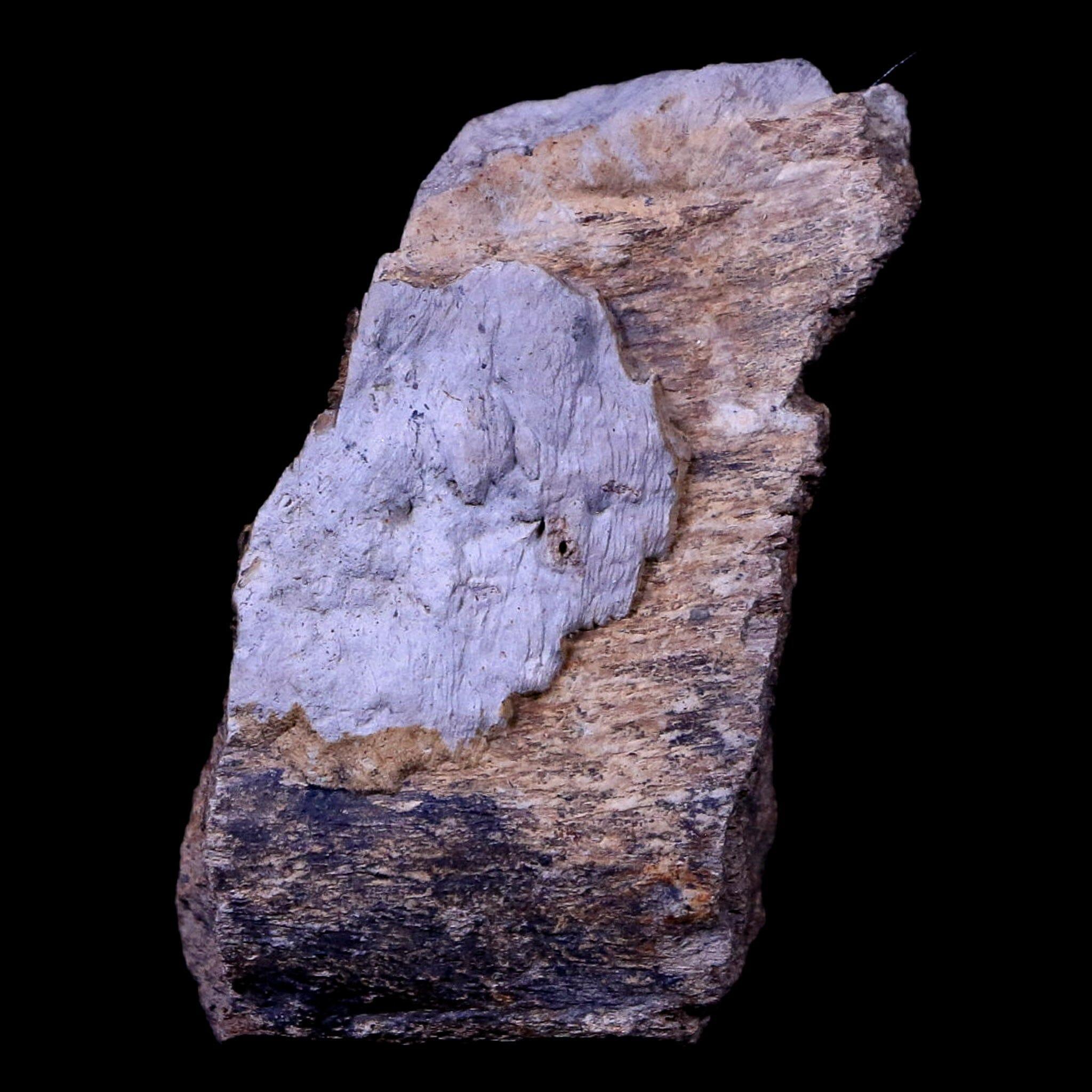 Authentic Gryposaurus Fossil Rib Bone - Duck-Billed Dinosaur Fossil from Judith River, Montana with COA | Rare Paleontology Specimen for Collectors, Museums & Educational Displays