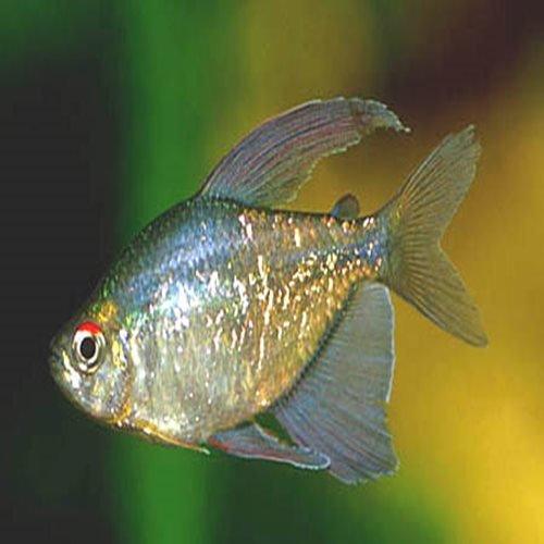 Premium Diamond Tetra Fish (Moenkhausia pittieri) - Live Tropical Aquarium Fish for Freshwater Tanks, Community Aquariums & Fish Breeding Projects
