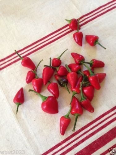 Premium Facing Heaven Pepper Seeds (Capsicum Annuum) - Authentic Sichuan Chaotianjiao Chili for Home Garden & Spicy Cooking