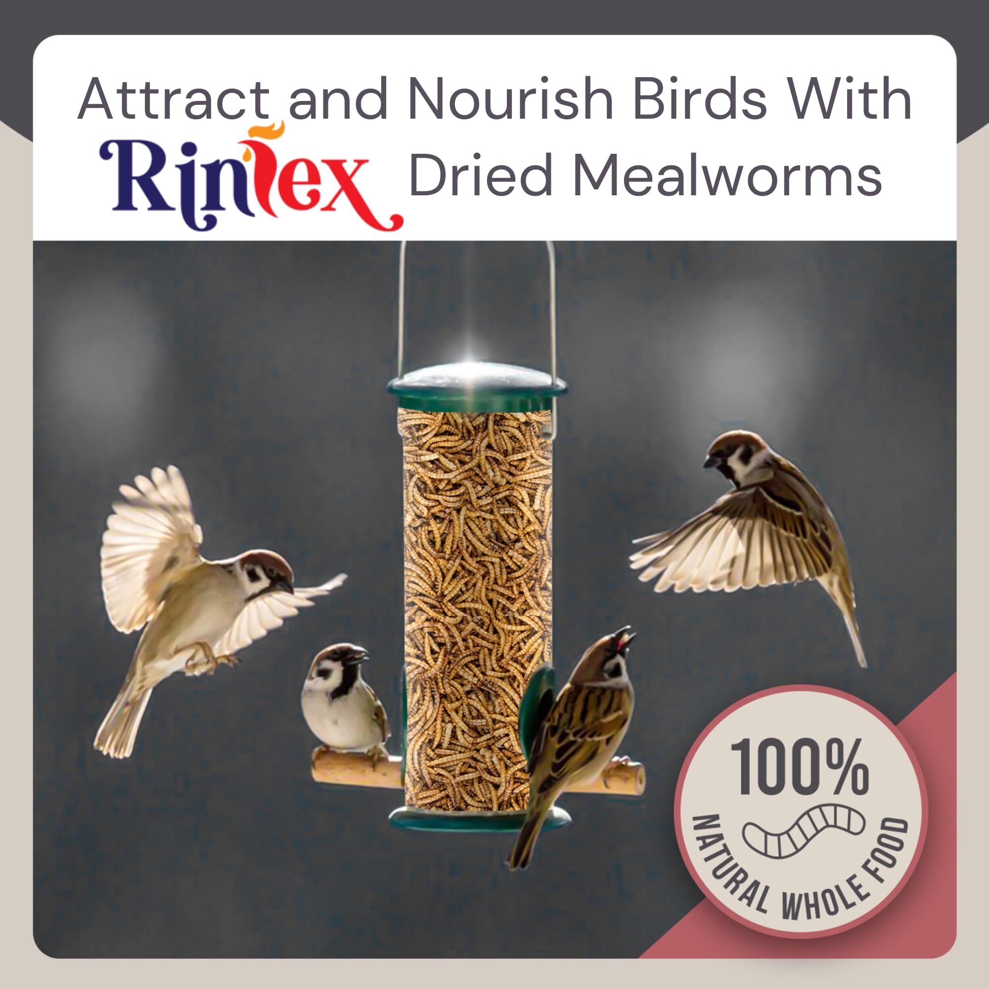 Organic Dried Mealworms 10 lbs - High Protein Chicken Feed for Laying Hens - Wild Bird Food for Outdoor Feeders - Bluebird, Duck & Reptile Treat - Perfect for Backyard Poultry, Bird Watching & Pet Nutrition