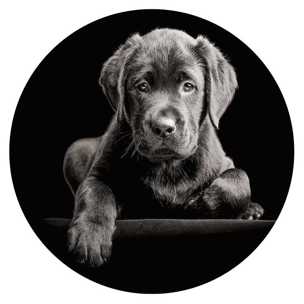300 Piece Round Wooden Jigsaw Puzzles - Animals Collection, Black & White Circular Puzzles for Adults & Kids | Stress Relief Toys, Educational Games, School Supplies, Family Bonding Activity | Perfect for Home Decor, Classroom Learning & Relaxation Therapy