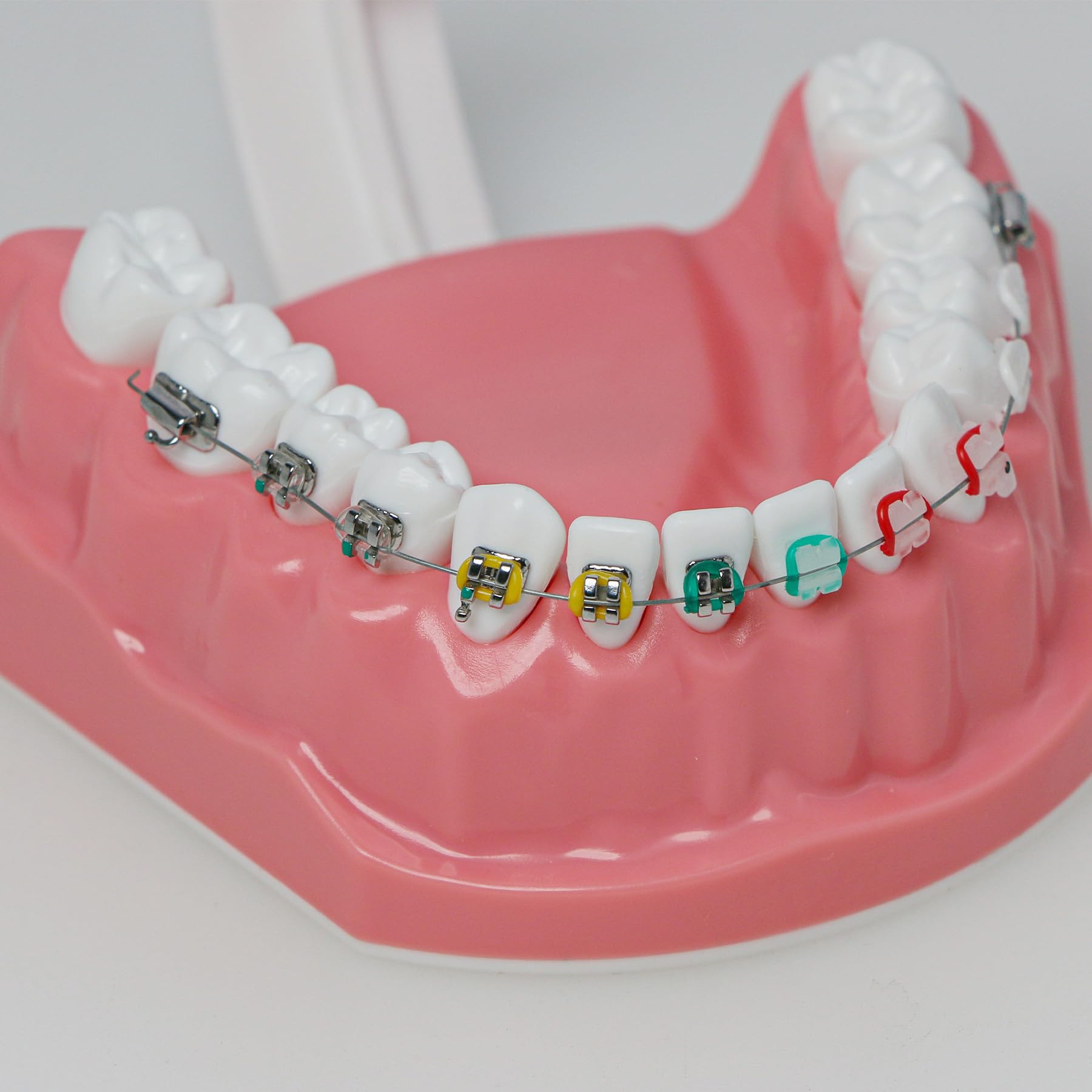 Orthodontic Dental Typodont Teeth Model with Metal Wires & Clear Braces - Teaching Demonstration Kit for Clinical Education, Dental Students & Professionals - Perfect for Classroom Training, Practice & Patient Education