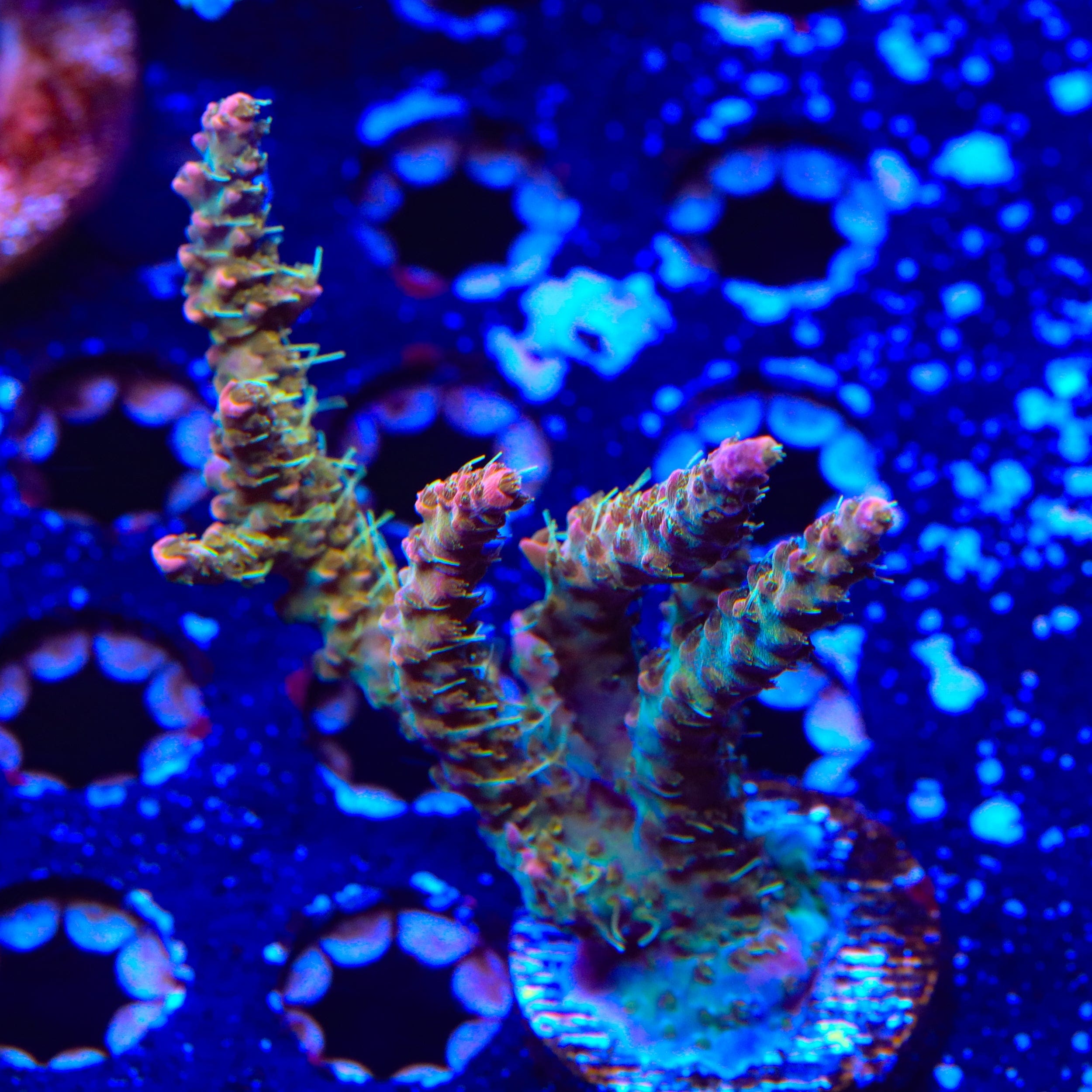 Premium CC Voodoo Majick Acropora Colony Coral - Live Saltwater Aquarium Coral for Reef Tanks | Perfect for Marine Aquascaping & Coral Propagation