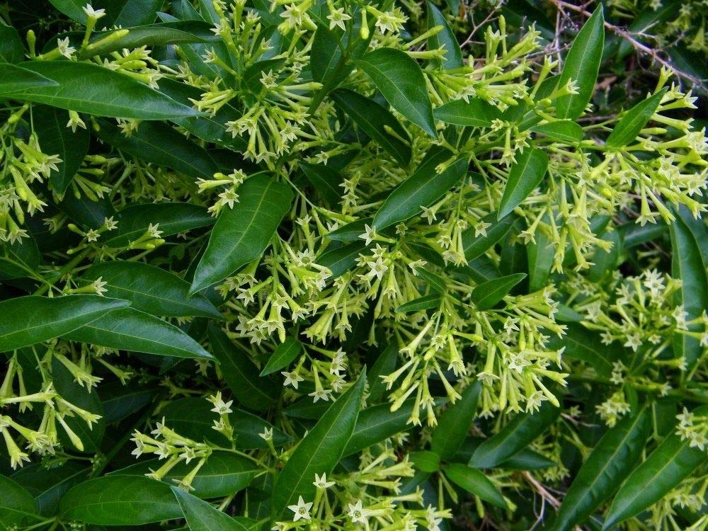 Fragrant Jasmine Night Blooming Starter Plants - Set of 2 White Flower Shrubs for Garden, Patio & Landscaping | Perfect for Outdoor Decor & Aromatherapy