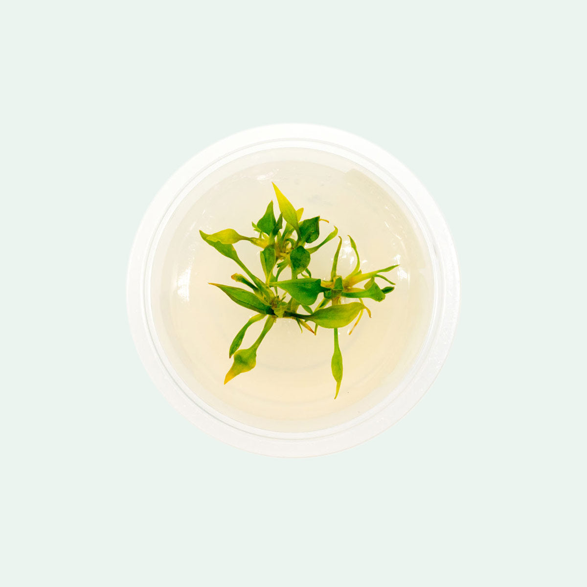 Cryptocoryne Pontederiifolia Live Aquarium Plant - Tissue Culture for Fish Tank, Aquascaping & Freshwater Aquariums - Perfect for Low-Tech Planted Tanks & Beginner Aquatic Gardens