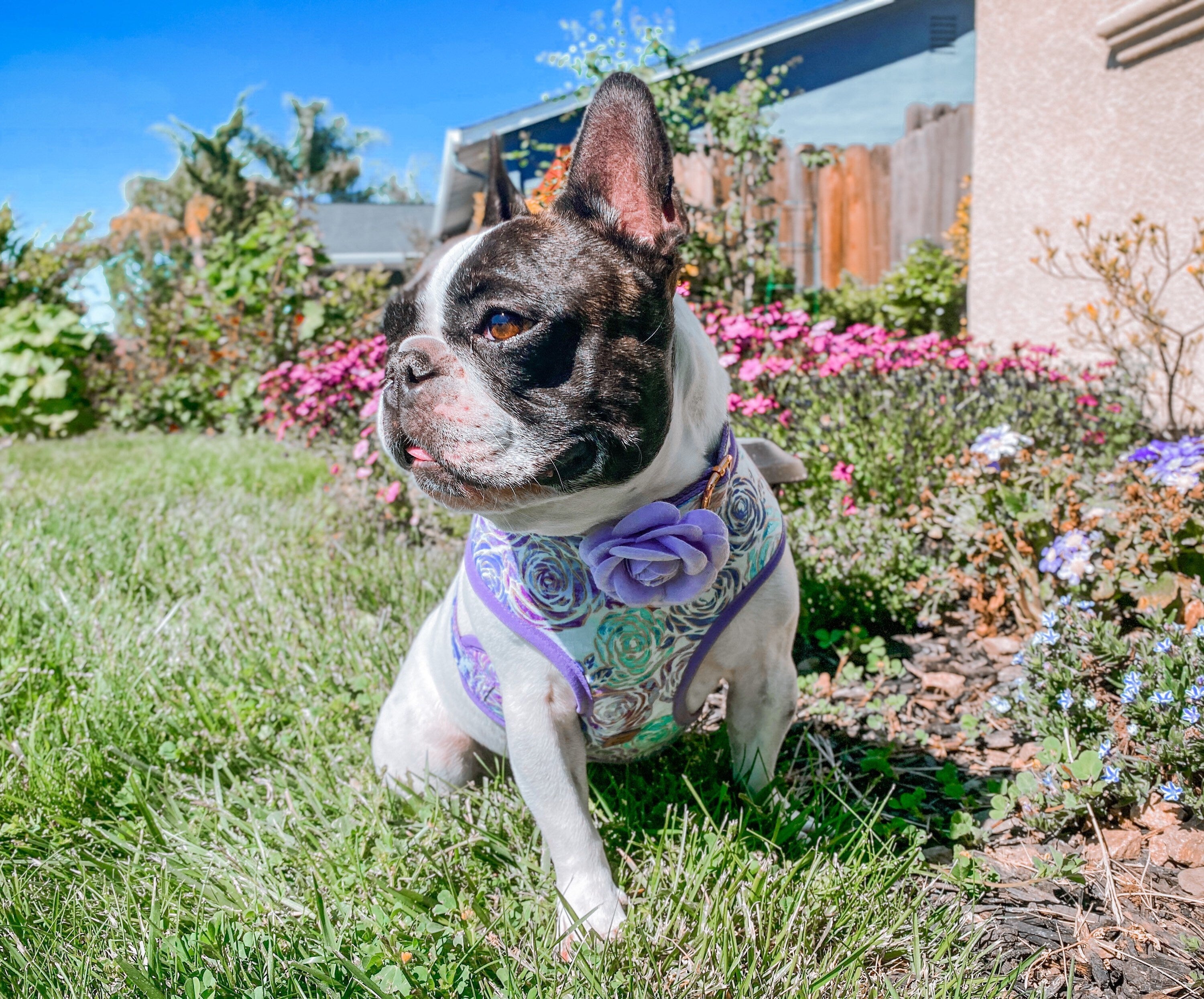 Purple Glitter Rose Dog Harness - Adjustable Pet Vest for Small Medium Dogs, Reflective & Breathable - Perfect for Walking, Running, and Outdoor Adventures