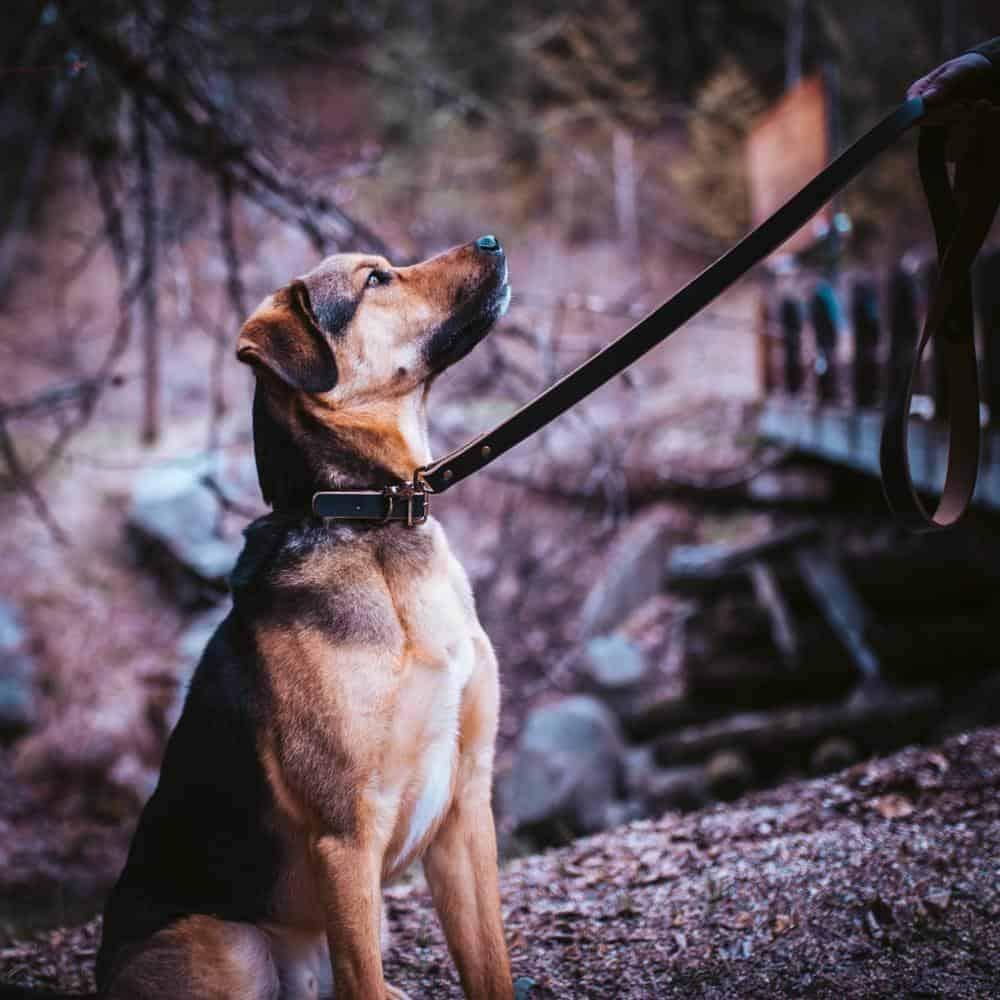 Premium Matching Dog Collar & Leash Set - Adjustable Black Nylon Pet Accessories for Small Medium Large Dogs - Perfect for Walking Training & Outdoor Adventures