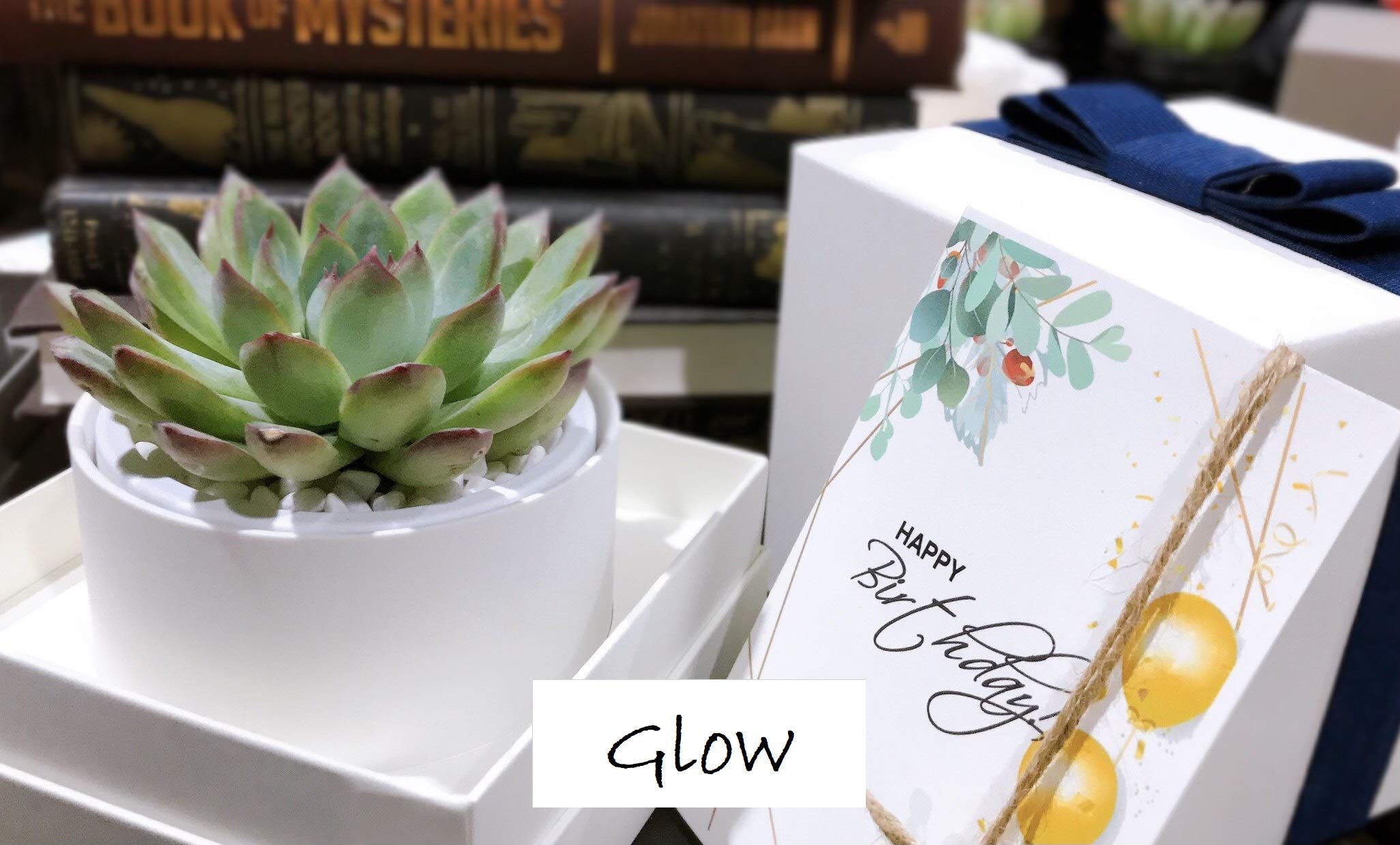 Succulent Gift Box with Glow in the Dark Ivory Pot & Box - Perfect for Birthday, Housewarming, Wedding Favors & Office Decor