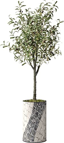 Olive Tree-22032405