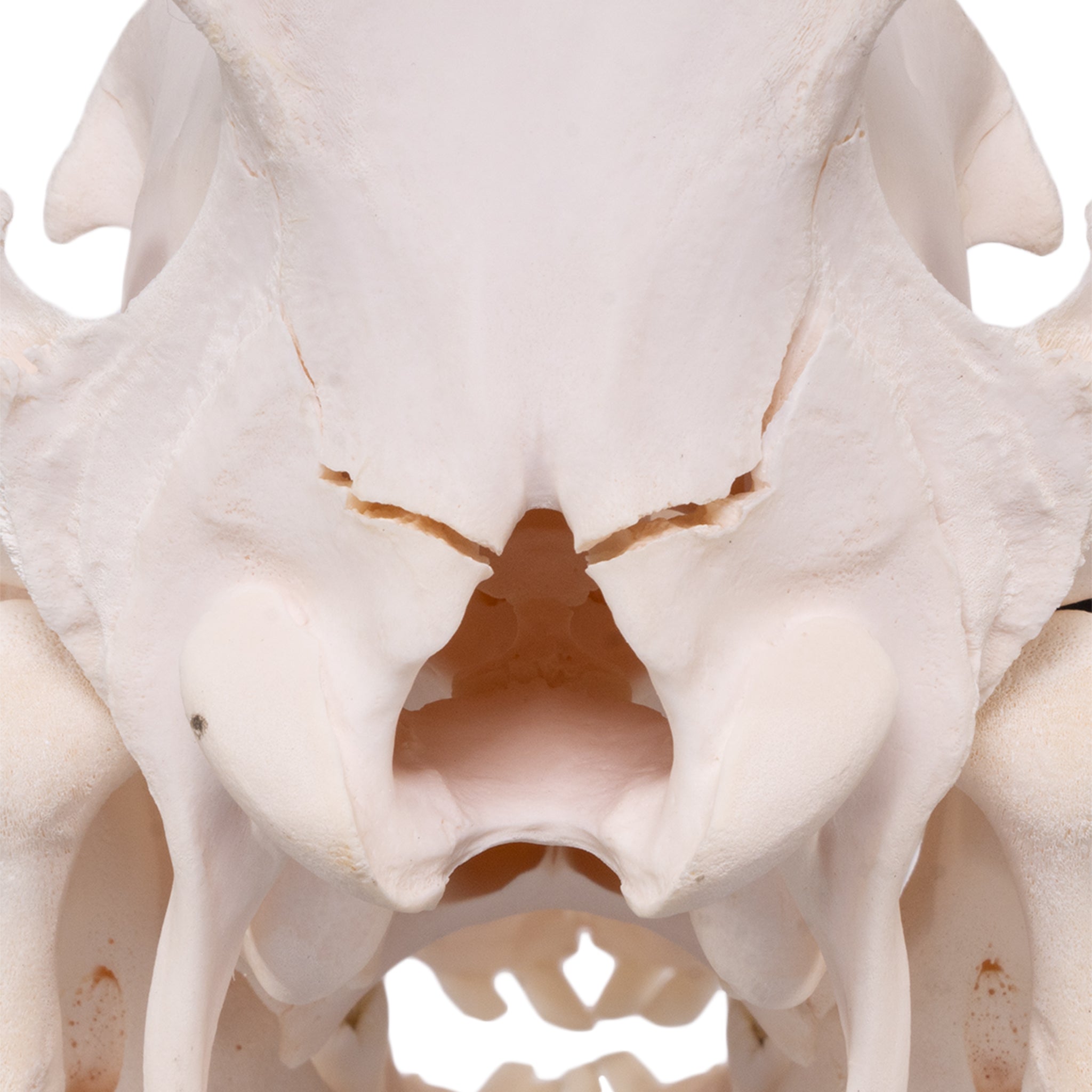 Real Domestic Pig Skull - Authentic Adolescent Pig Skull Specimen for Taxidermy, Oddity Collecting & Gothic Decor