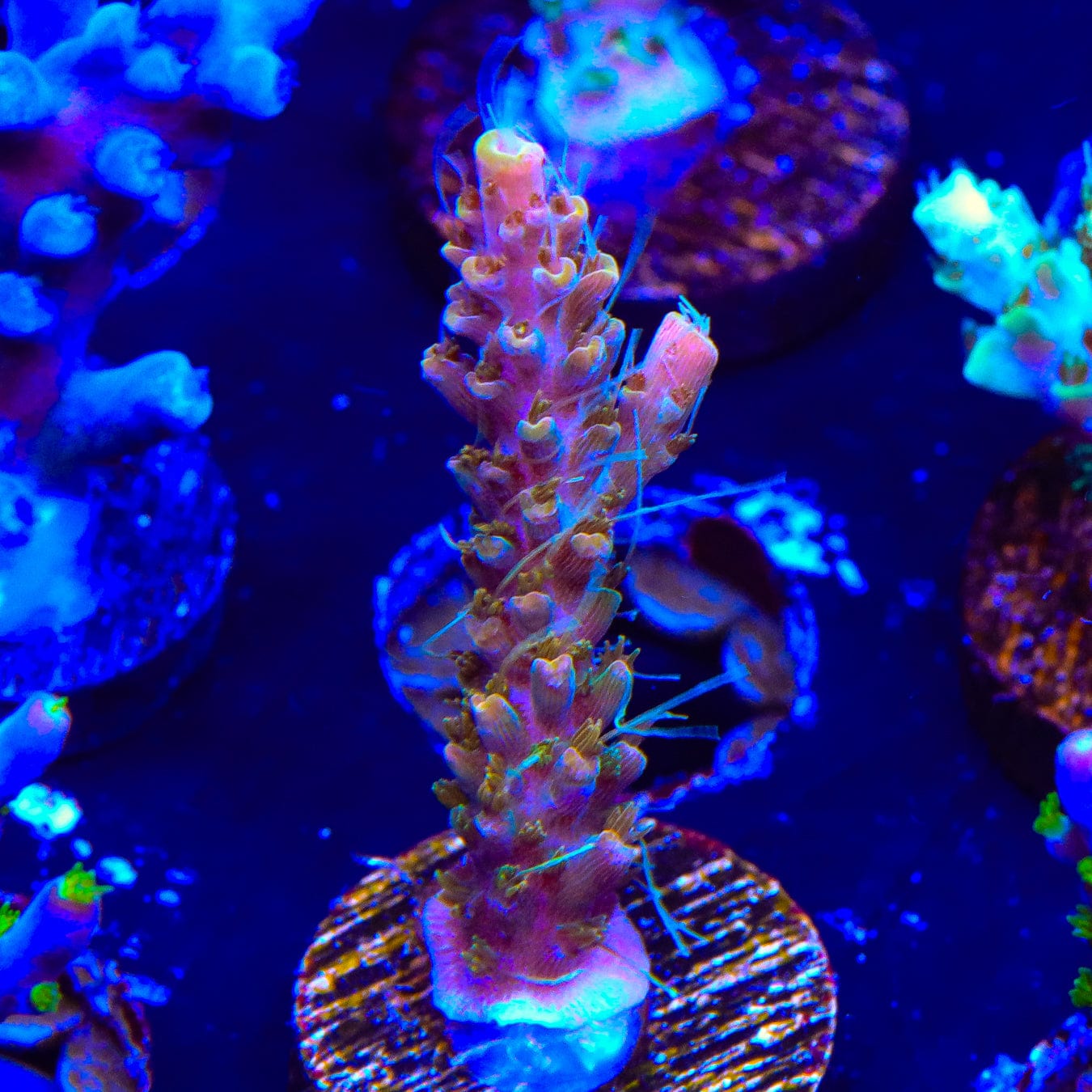 Premium CC Voodoo Majick Acropora Coral for Saltwater Aquariums - Vibrant Live Coral for Reef Tanks & Marine Aquascaping
