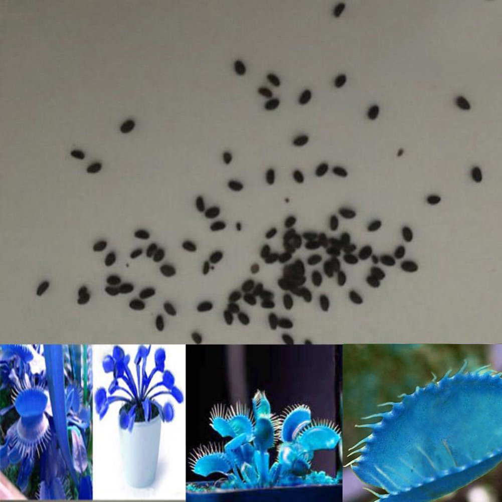 100Pcs Giant Venus Flytrap Seeds (Dionaea Muscipula) - Blue Variant for Carnivorous Plant Garden | Indoor/Outdoor Insect Control & Unique Home Decor