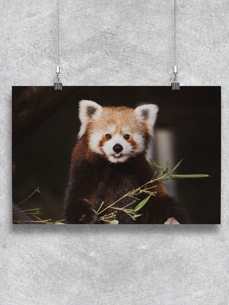 Red Panda Eating Bamboo Wall Art Print - Premium Wildlife Poster for Home & Office Decor - Perfect for Animal Lovers & Nature Themed Rooms