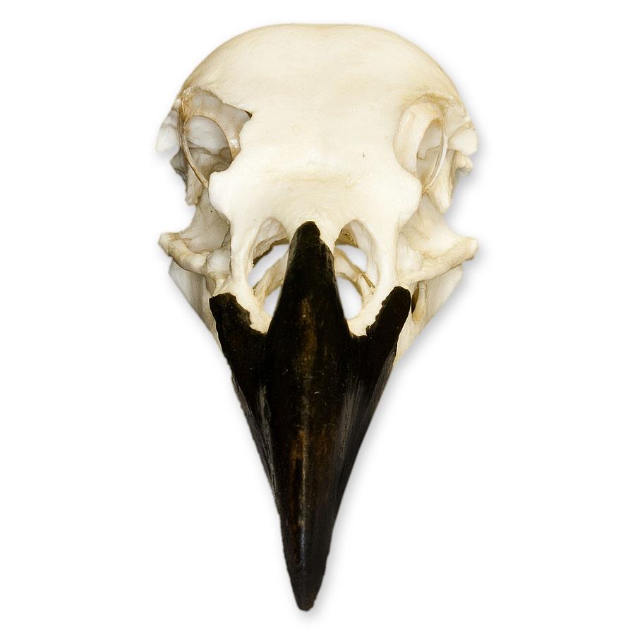 Realistic Replica Common Raven Skull - Handcrafted Gothic Decor, Halloween Prop & Witchcraft Supplies - Perfect for Home Decor, Dark Aesthetic, and Witch Altar Display