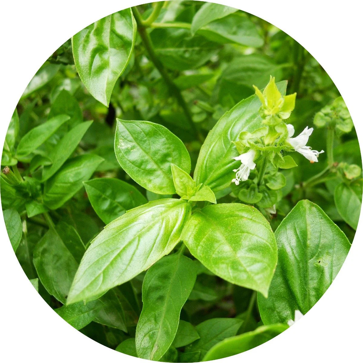 Pure Basil Essential Oil for Aromatherapy, Stress Relief & Skin Care - 100% Natural Therapeutic Grade for Diffusers, Massage & DIY Beauty