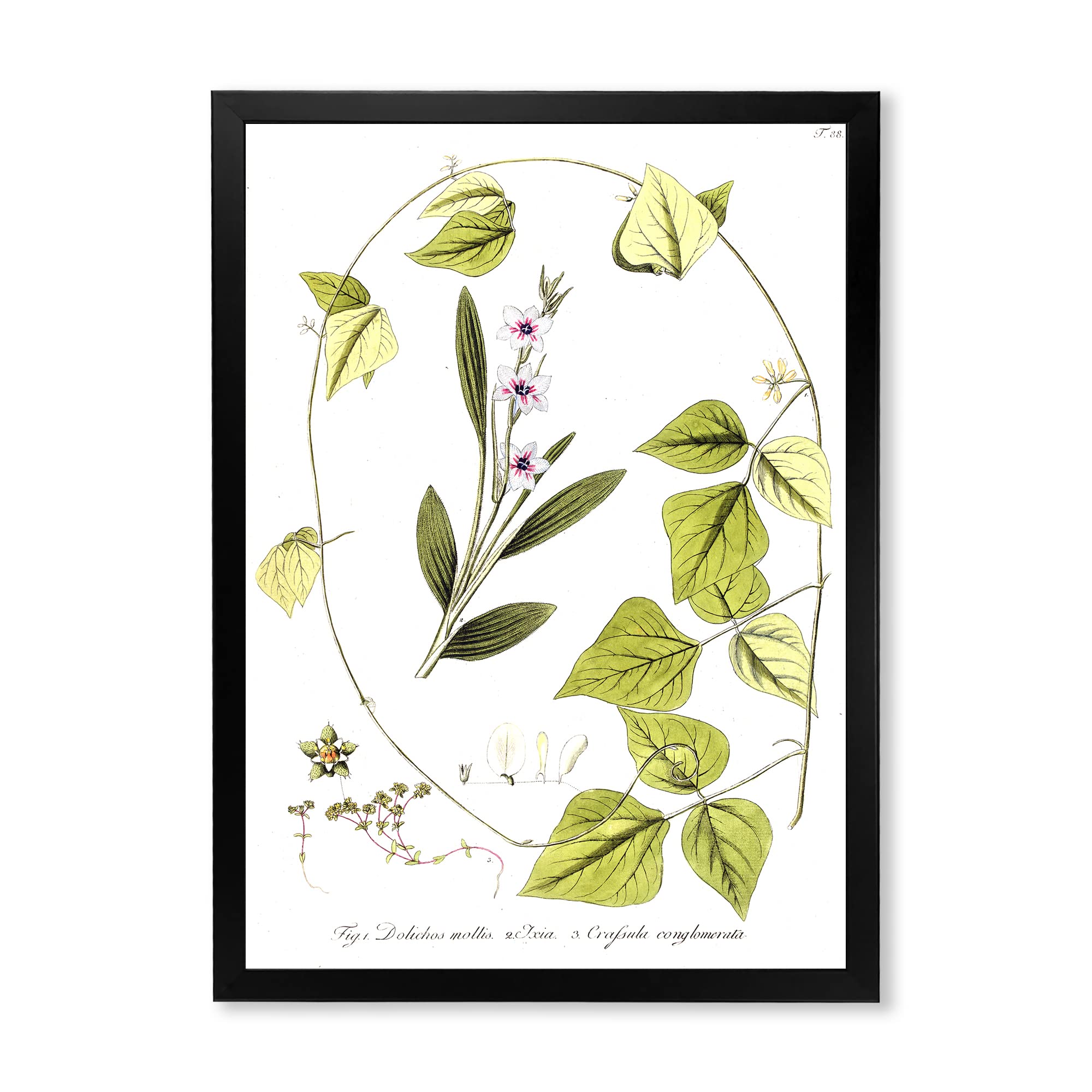 Vintage Botanical Wall Art Framed - Traditional Floral Prints for Home Decor - Perfect for Living Room, Bedroom & Office Decorations