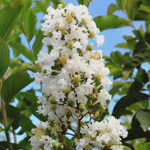 Natchez Crape Myrtle Tree - Lagerstroemia indica x L. fauriei Hybrid for Landscaping & Garden Decoration | Perfect for Shade, Privacy Hedges & Outdoor Beautification