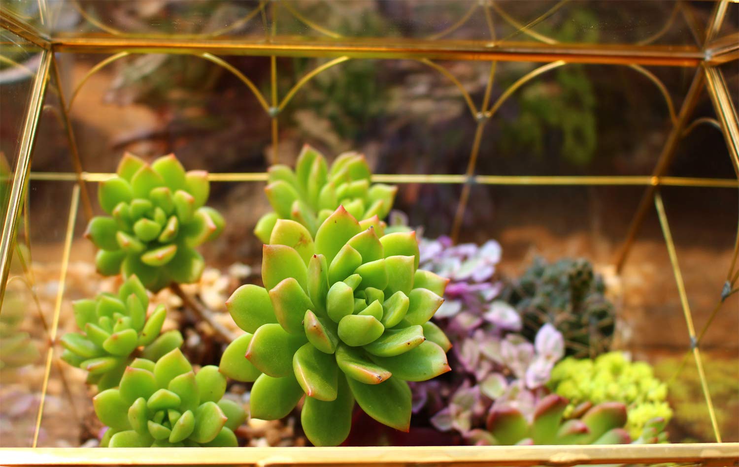 Glass Geometric Plant Terrarium for Succulents & Air Plants - Home, Office & Garden Decor (Gold House) | Perfect for Indoor Greenery, Wedding Centerpieces & Modern Interior Design