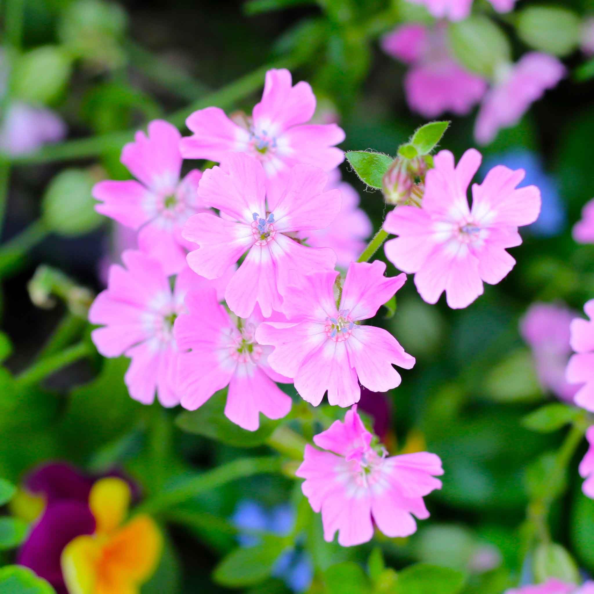 Eden Brothers Nodding Catchfly Seeds - Premium Wildflower Seeds for Pollinator Gardens, Landscaping & Natural Habitats