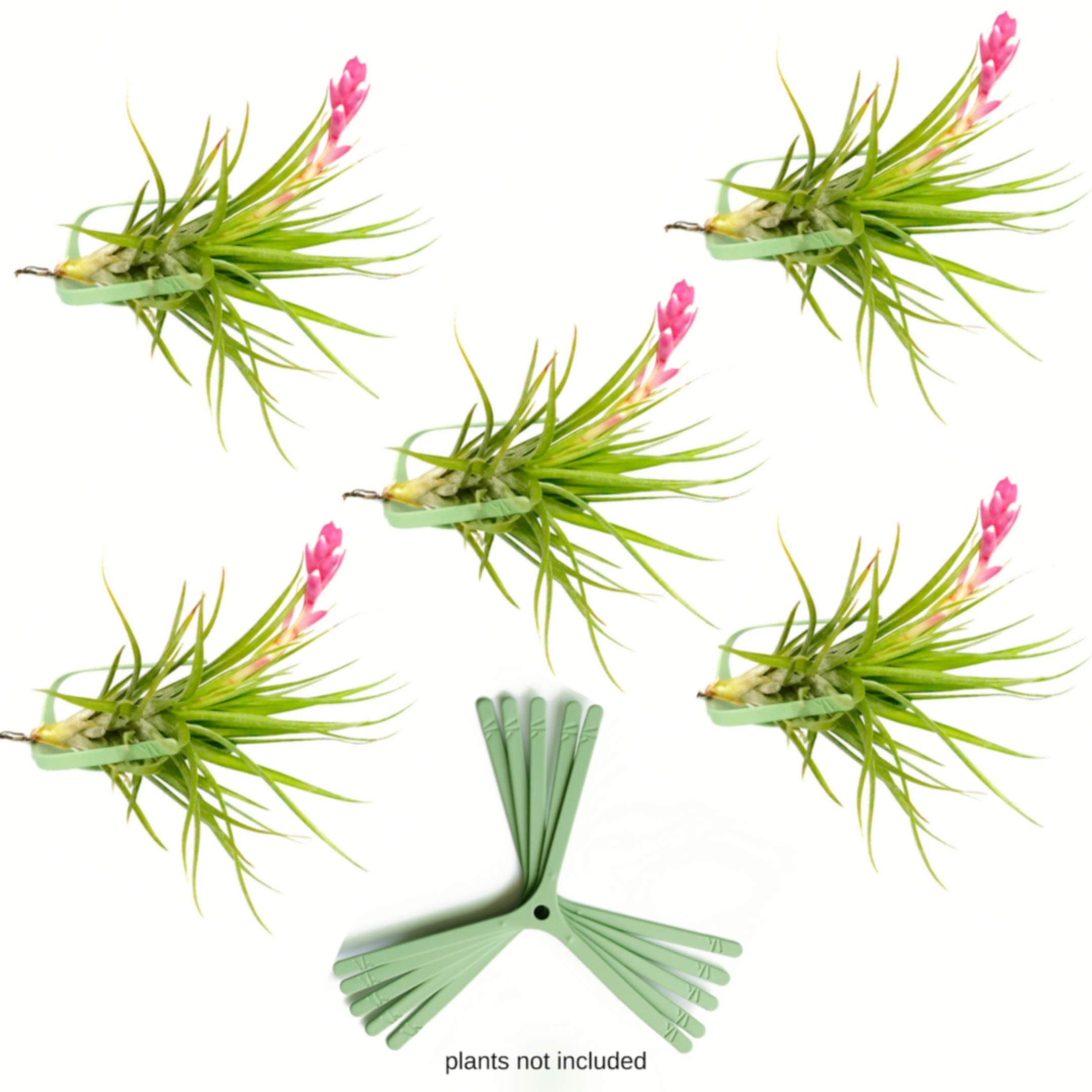 5 Pack Air Plant Holders for Vertical Garden - Wall Mounted Tillandsia Display for Living Room Decor, Hanging Planters & Terrariums | Perfect for Home, Office & Indoor Greenery | No Plants Included