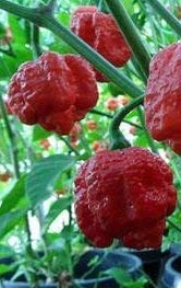 10 Trinidad Moruga Scorpion Red Pepper Seeds - Super Hot Chili for Home Gardening, Cooking & Spicy Food Lovers